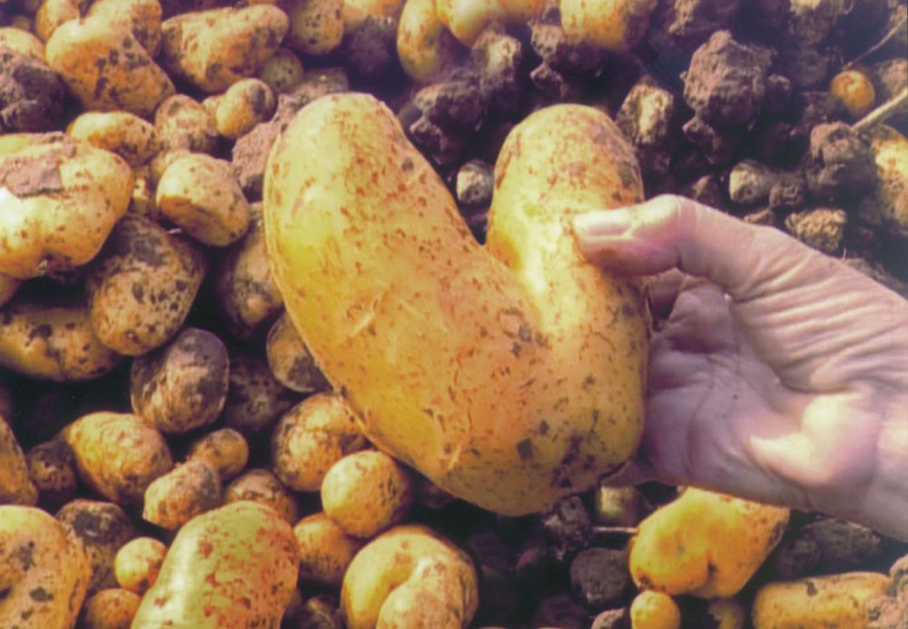 A pile of potatoes that are too small, big, or misshapen to be sold in grocery stores. Two potatoes have grown together to form a heart shape--this becomes kind of a big deal in Agnes Varda's film and life.