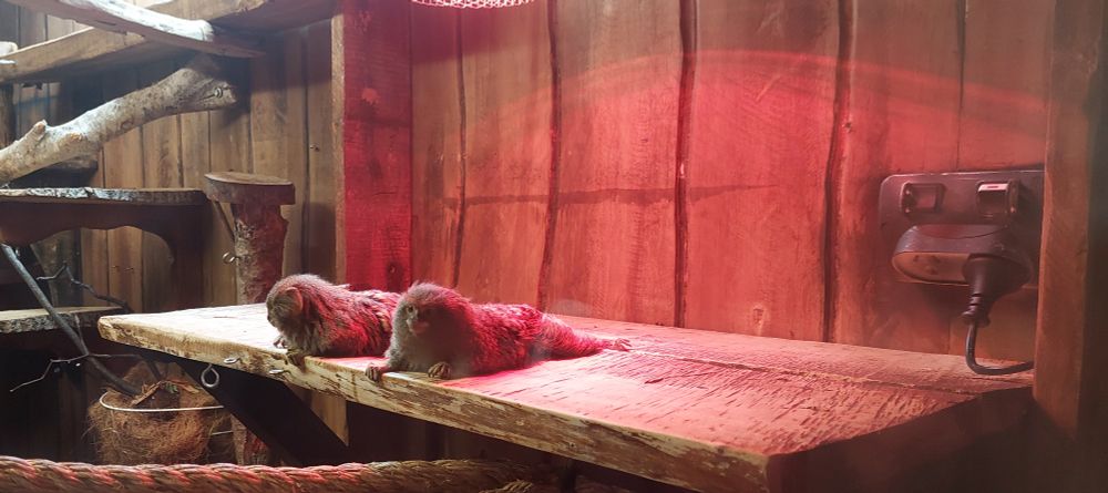 The two tiny pygmy marmosets hanging out on their heated shelf