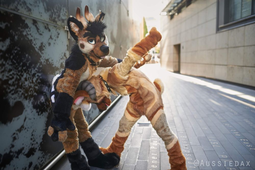 📸: @aussiedax.bsky.social
🦌: @kovideerdoge.bsky.social
