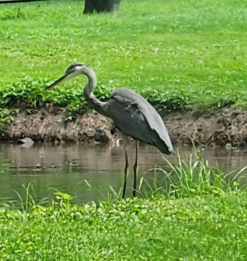 Heron standing in a pond lookng for a snack
