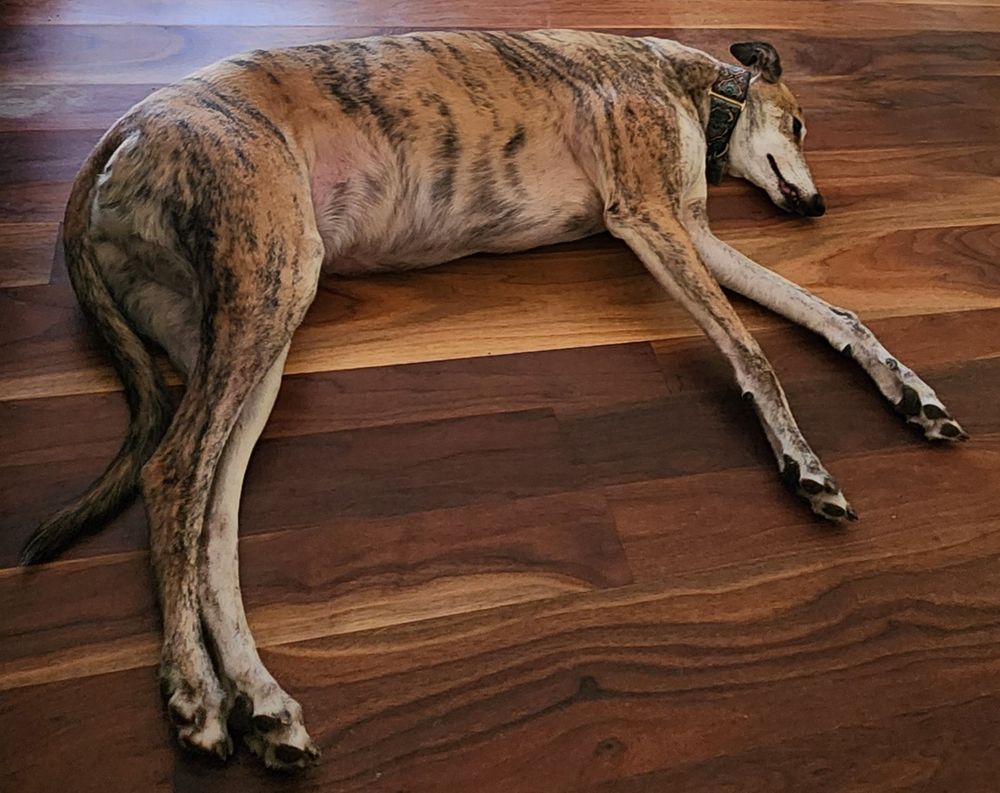 Brindle greyhound laying on walnut wood floor.