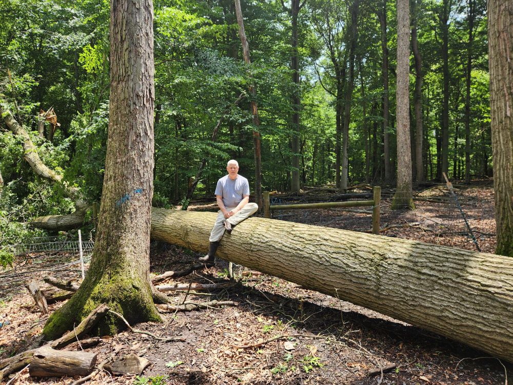 I'm sitting on the fallen trunk of the tree. It was about 20" diameter and over 75' tall. Our forest is in the background.