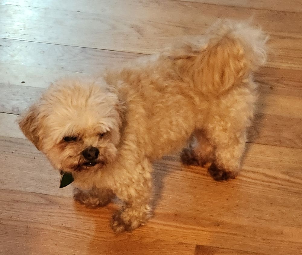 Cream-colored, shih tzu x Maltese mix dog with fluffy, dirty fur standing on a wood floor