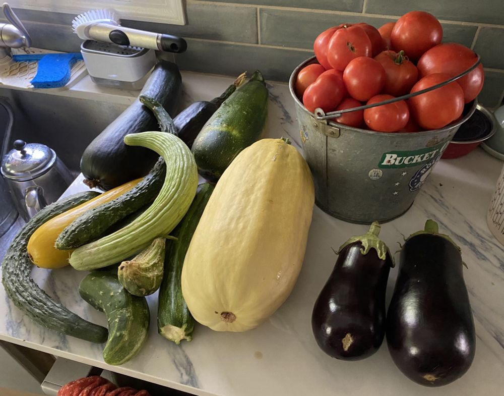 Cucumbers, squash, tomatoes, zuchinni and aubergines on our kitchen counter.