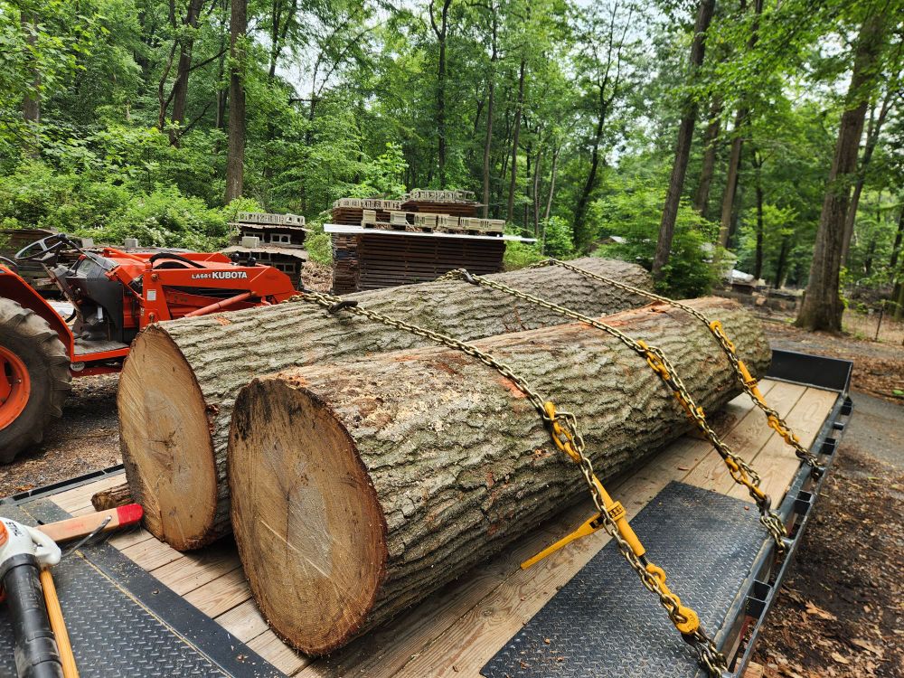 Two logs load onto my flatbed trailer and chained down tight for transport. Logs wer 30+" diameter and 10.5' long. Orange tractor and forest in the background