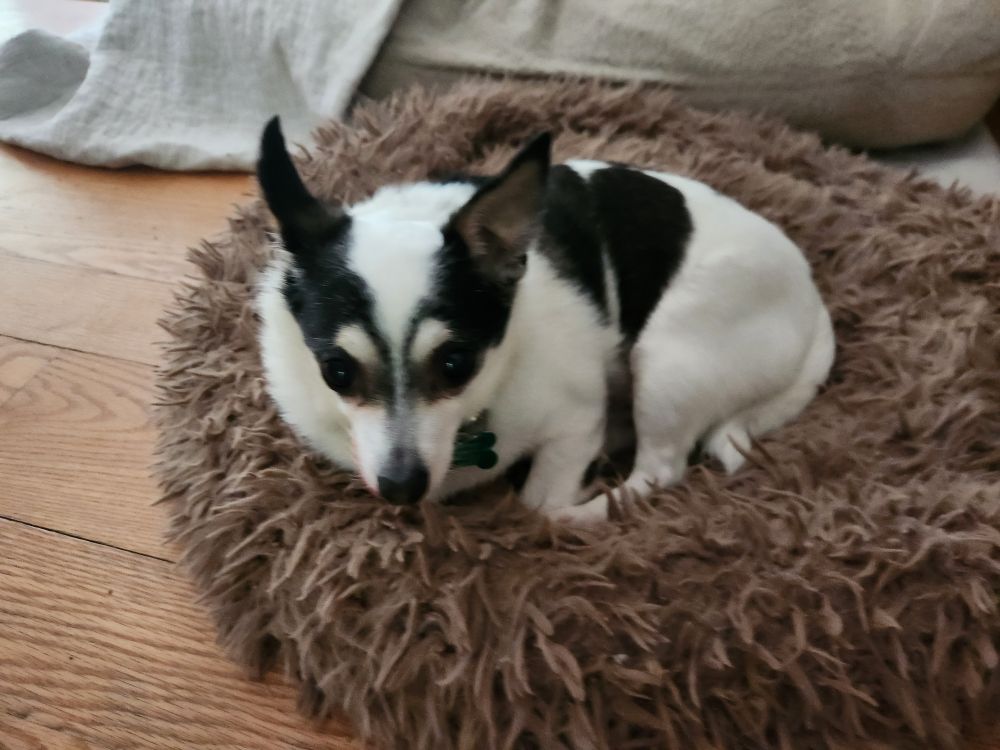Black and white chihuahua mix laying on a brown dog bed