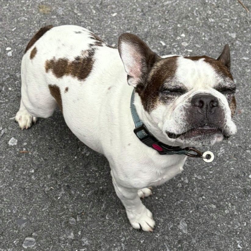 Brown and white spotted French bulldog smiling at the carmera