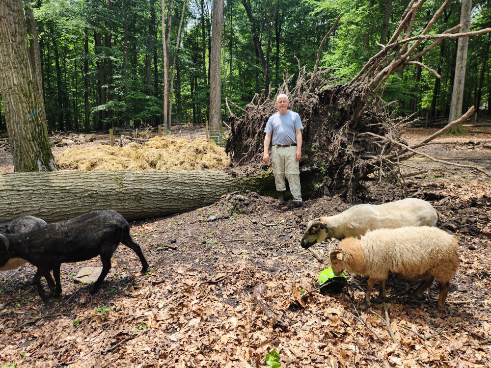 Large red oak tree with the trunk horizontal and the roots flipped up int the air. I'm standing next to the roots and the extend well above my head. 3 brown and black sheep are in the foreground