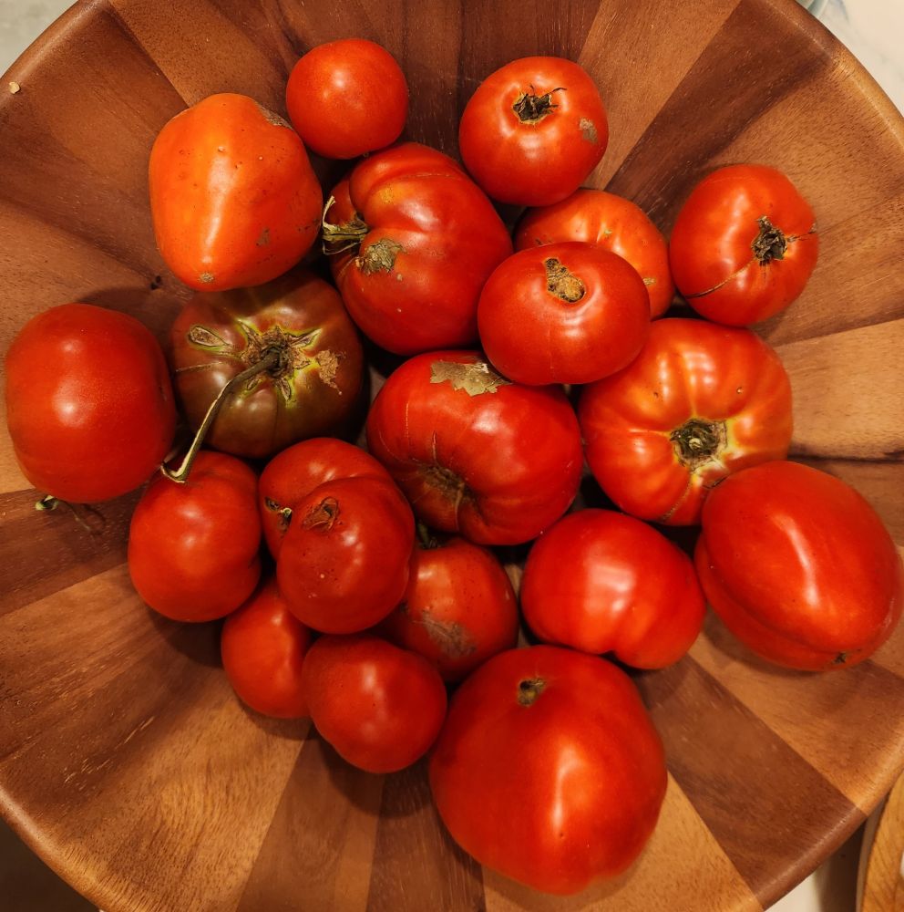 Wooden bowl with about 2 dozen fresh tomatoes