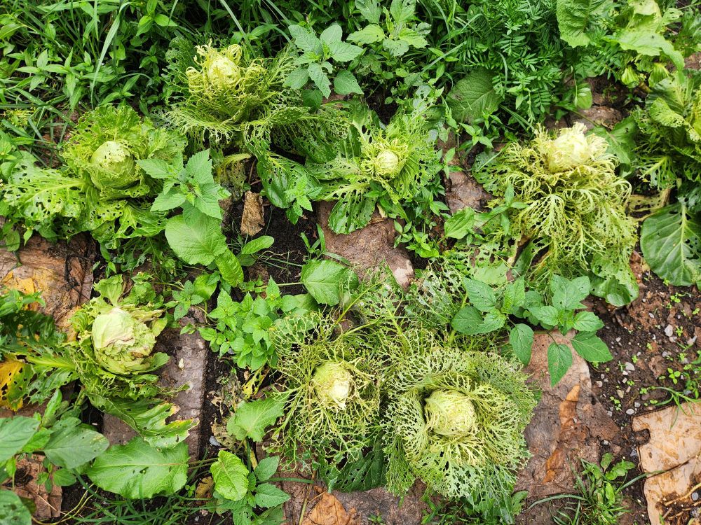 Cabbages in a garden that have been mostly eaten by bugs before we could harvest them.