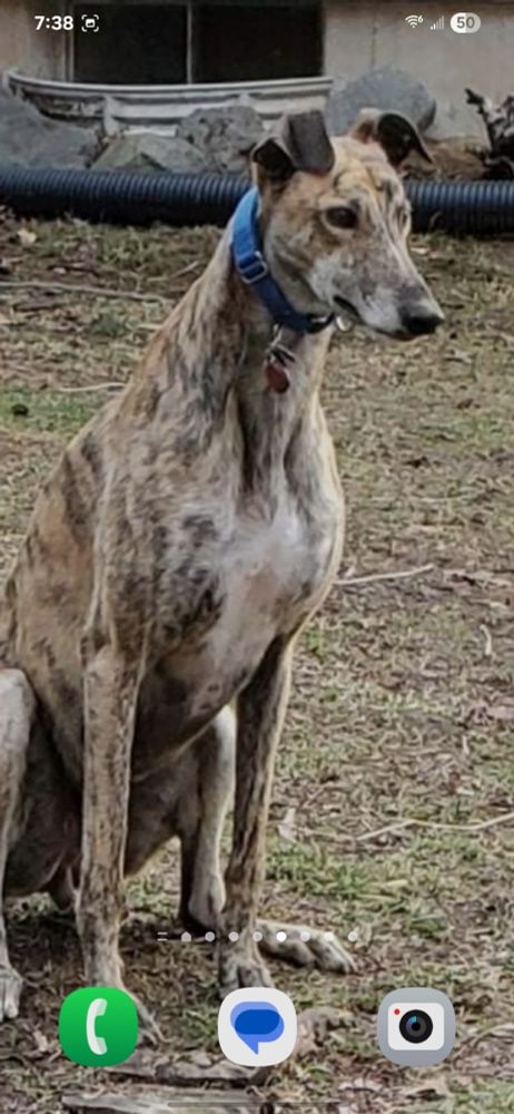 Home screen capture of a brindle greyhound with blue collar sitting on grass/dirt yard