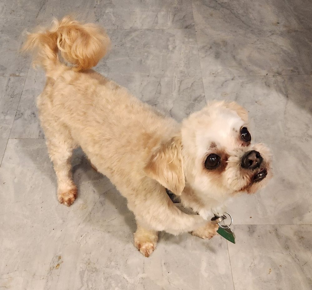 Cream-colored shih tzu x Maltese mix dog with short-clipped, clean fur standing on a gray tile floor