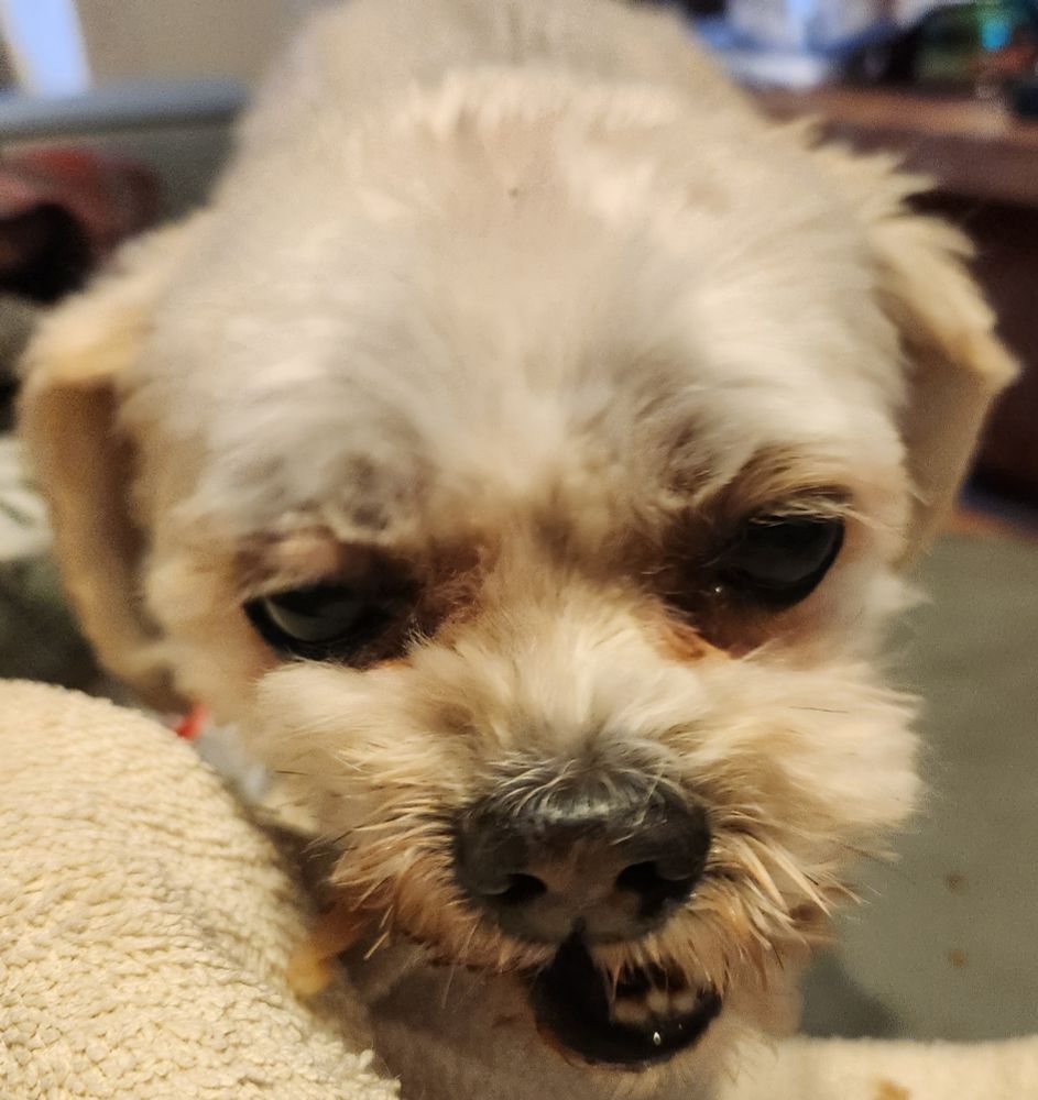 Close up of a cream colored dog's face chomping. His front teeth are showing, but he's obviously missing his lower, right canine tooth.