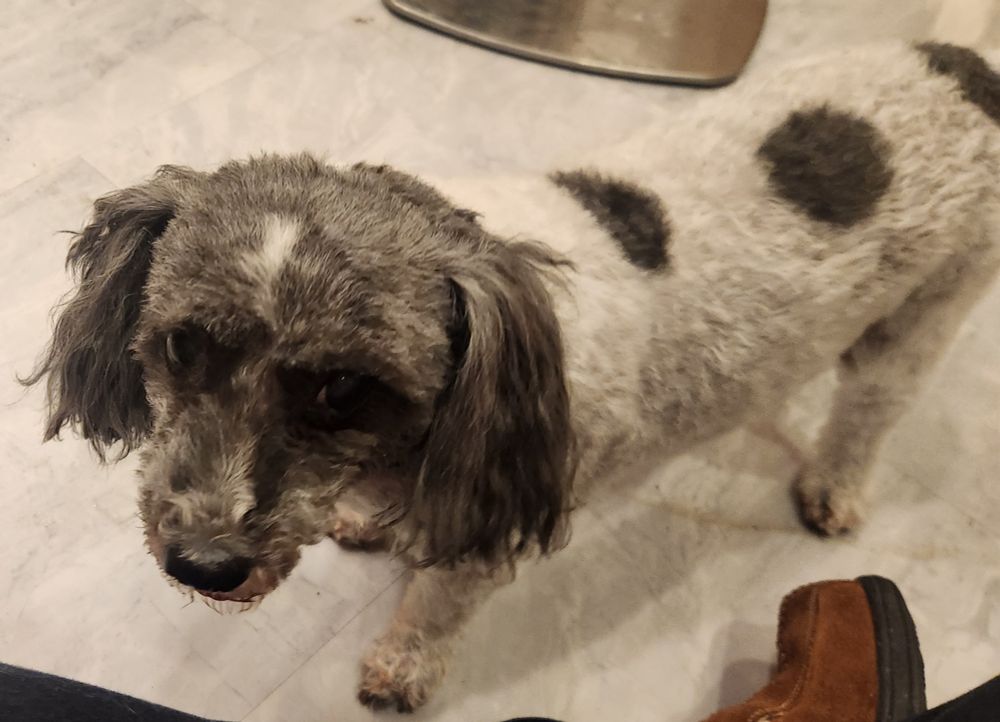 Black and white spotted poodle-mix with short hair cut