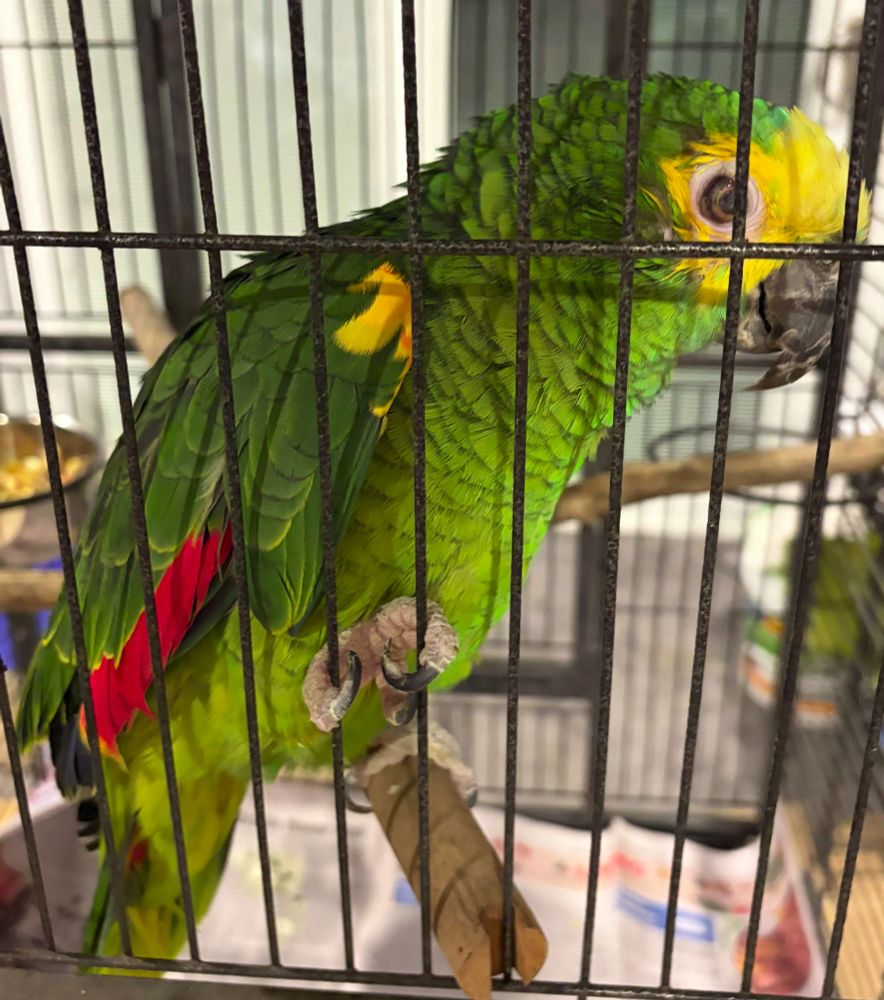 Green and yellow bird with red highlights on a perch.