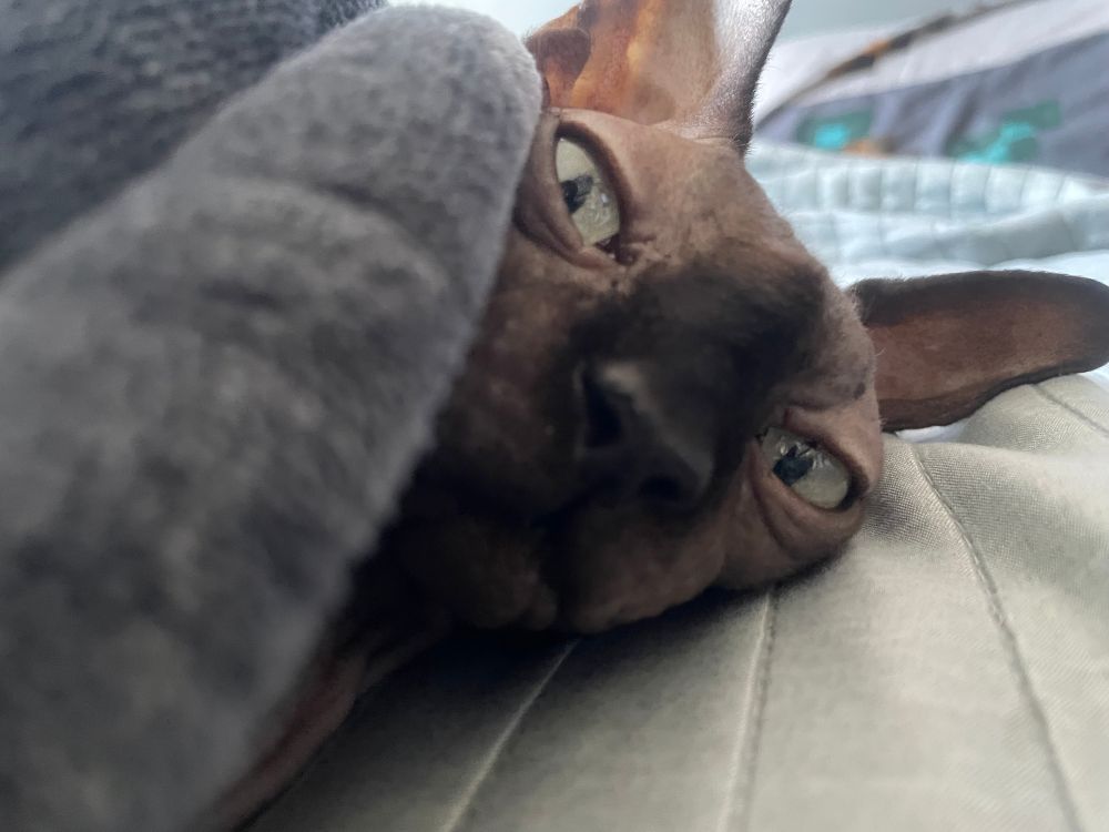 a picture of muta laying in bed, this time with his eyes open