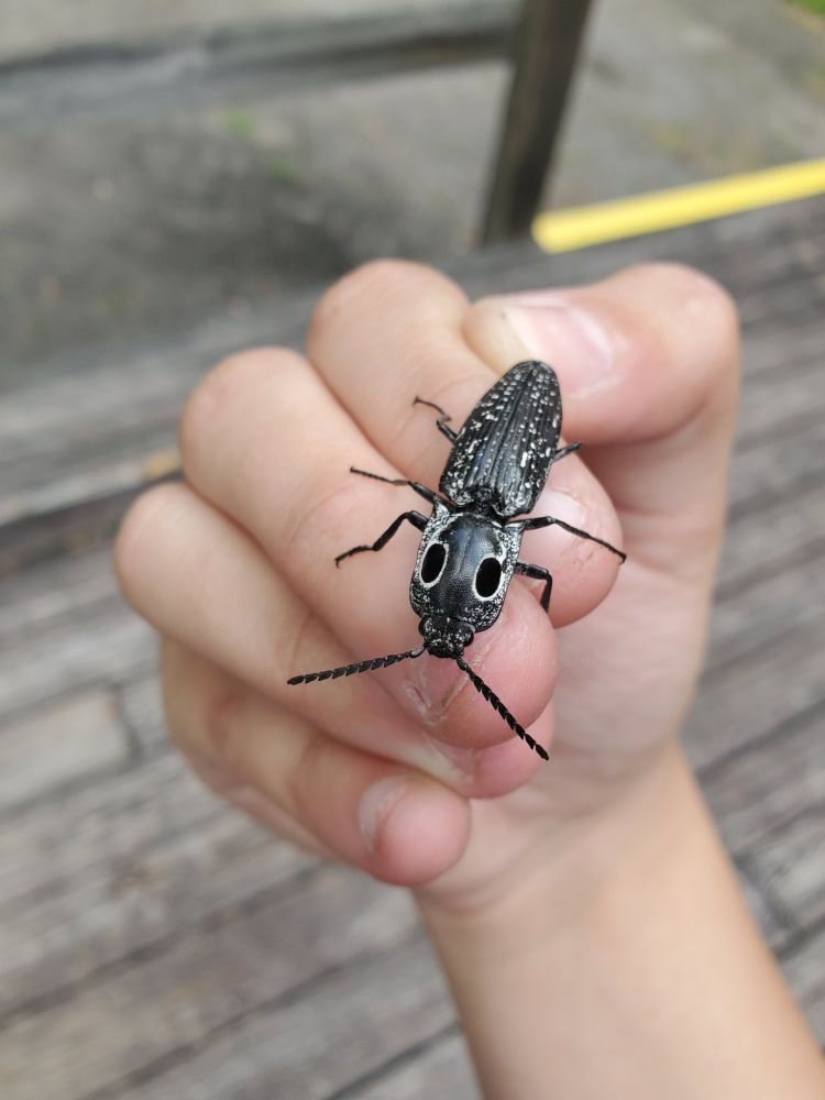eastern eyed click beetle