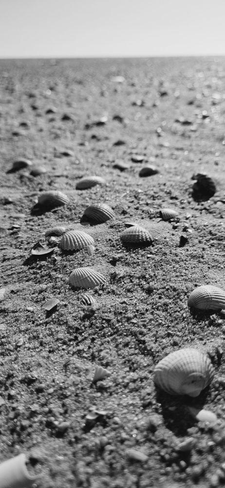 Ein schwarz-weis Foto von Muscheln am Strand. Der Hintergrund ist verschwommen.