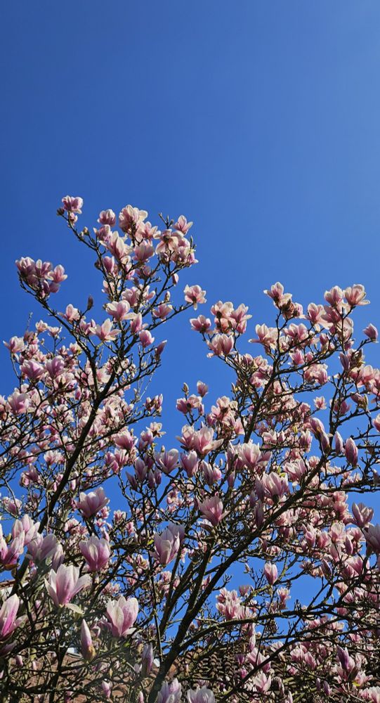 blauer himmel oben. zartrosa-weisse magnolienblüten an ästen unten.