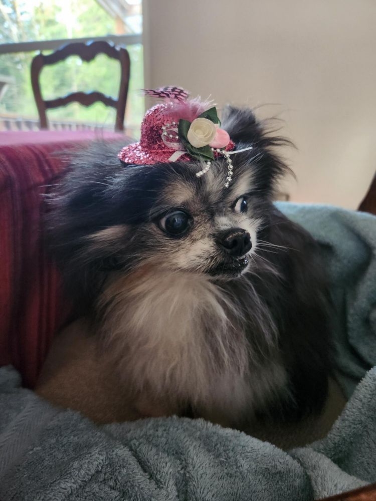 Suz the Cat, the black and cream Pomeranian dog that my son-in-law inherited from his grandmother, was made to wear a festive, sparkling, pink hat festooned with feathers, beads, and flowers that was meant for the chickens. Suz wears it better! She puts me in mind of Hyacinth Bucket.