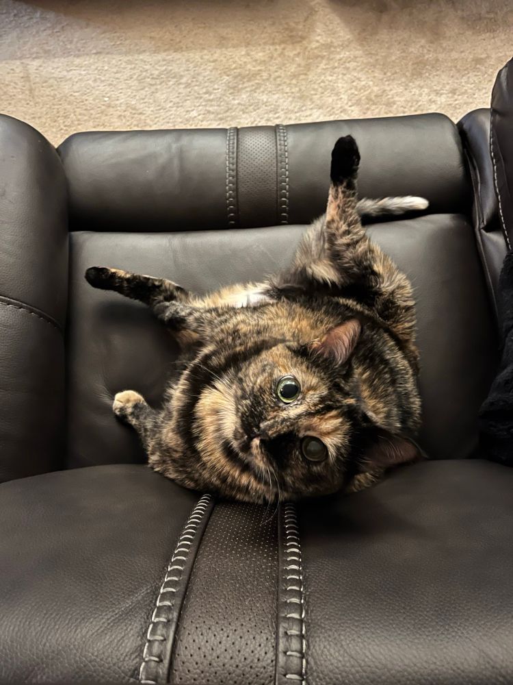 An overhead view of a tortie cat (brindled black, brown, and orange, with a tiny white fur bib and a white patch on her lower belly) sitting on a dark brown leather couch in a position like a human. The cat is named Poopsmith. Her tiny black back feets are too small for her round body, and one is pointed away from the couch and the other is pointed towards the arm of the couch. One black front paw rests on her leg and the other orange front paw is holding her up in her sitting position which is, once again for emphasis, like a human sitting on the couch. 

Her head is turned up and to the side so she can look directly into the camera above with her cartoonishly large eyes that are mostly pupil, like Puss in Boots. Lots of Puss in Boots vibes here, if her face didn't betray the fact that she's as dumb as she is sweet. 