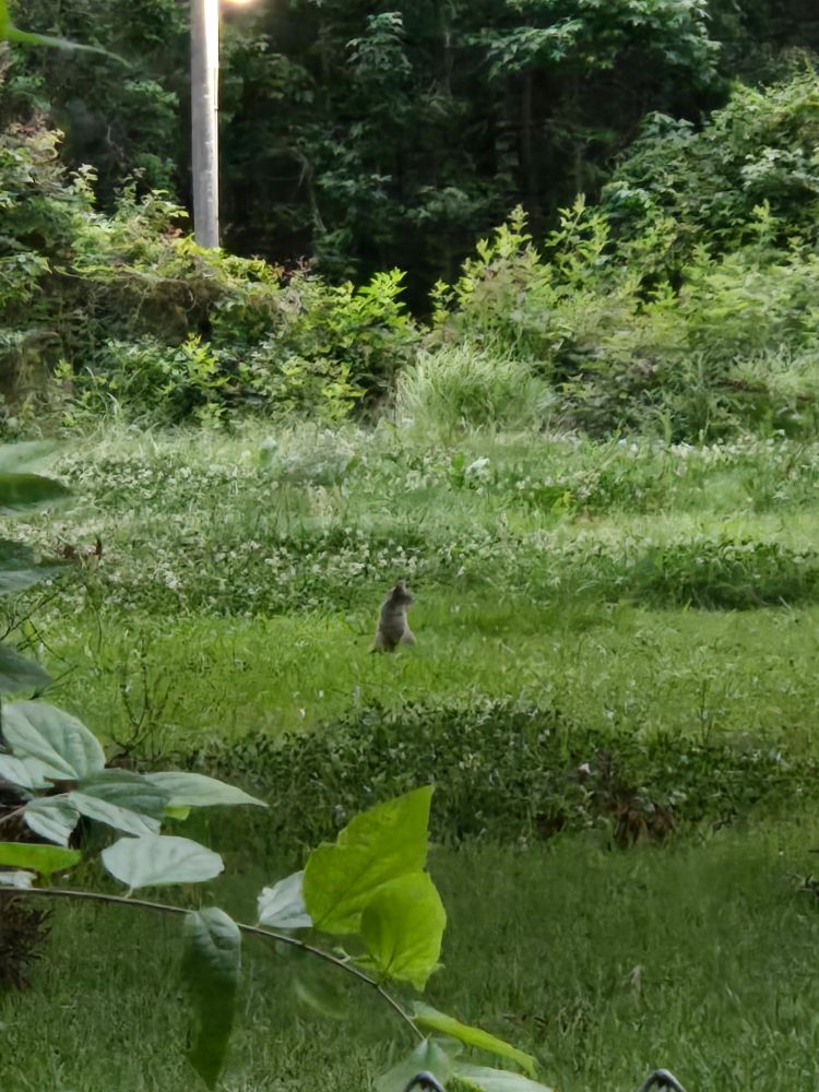 Stray cat looking picturesque among some lush greenery outside