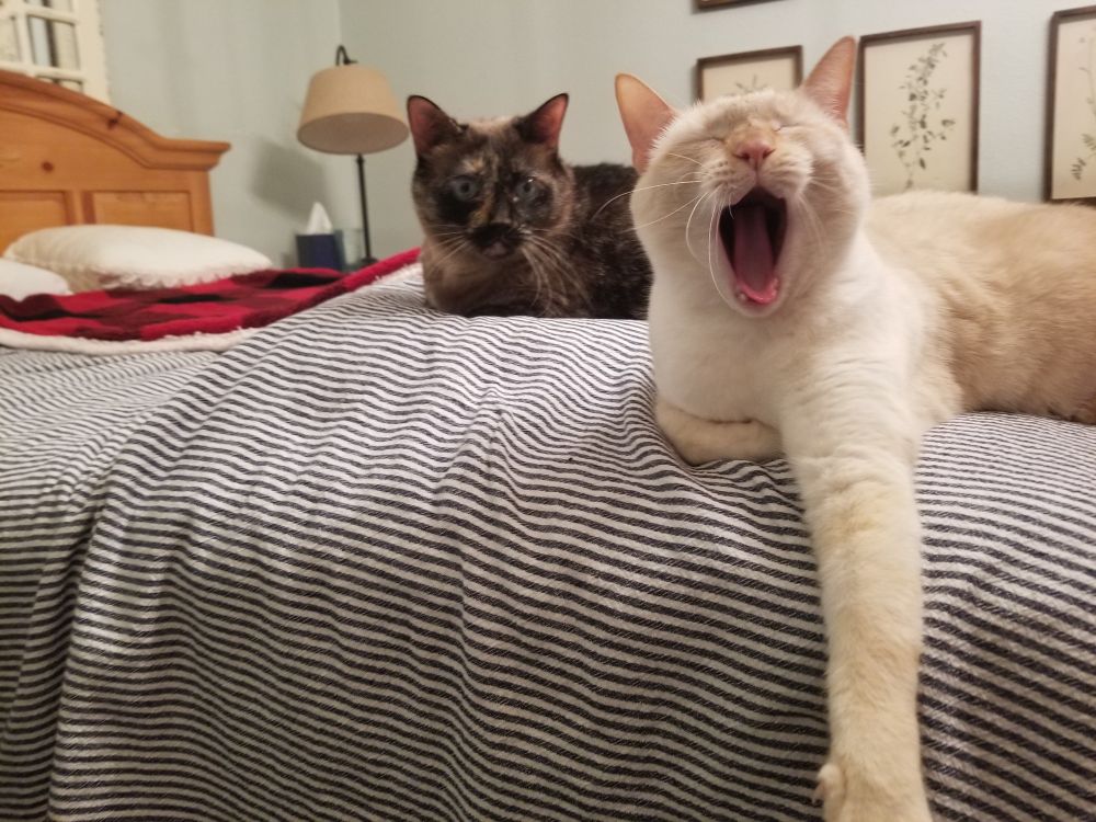 Two cats (Rosie and Roo, siblings) relaxing on a bed; Roo is yawning 