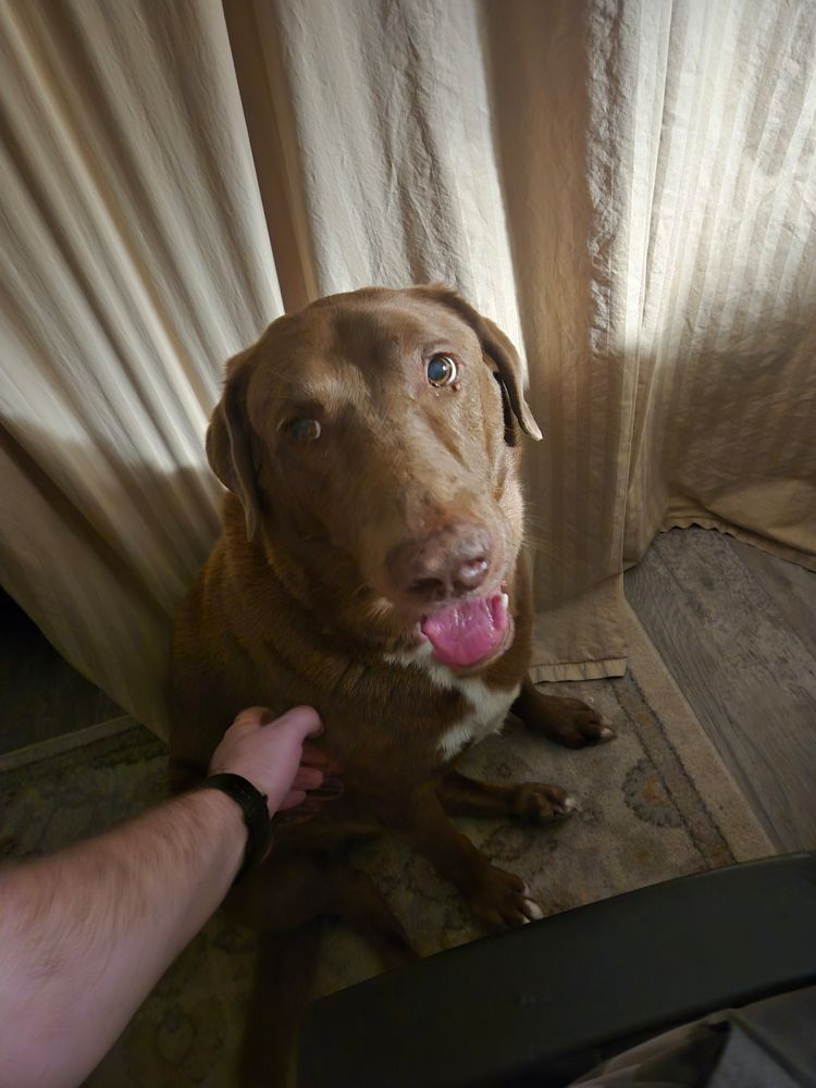 Big pupper (Alphonse) looking up at the cameraman 