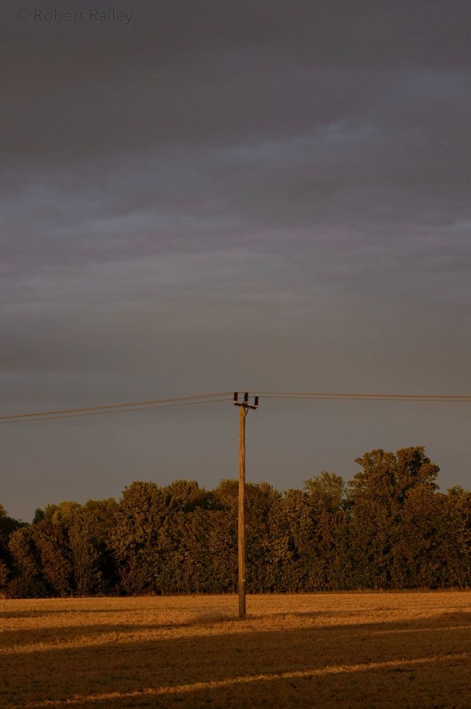 A field with a crop in not yet grown very tall, and in the middle of it a pole with power cables running across. In the background are trees. Everything is in golden evening light.
