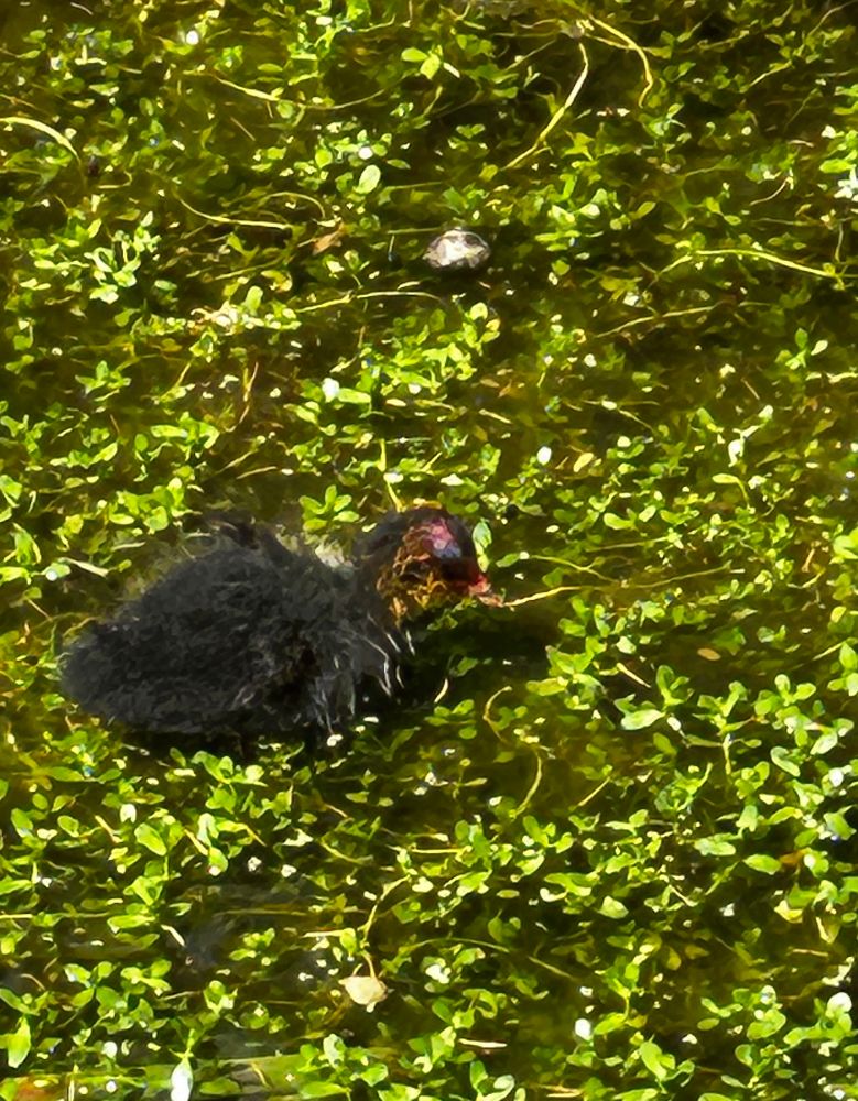 Eurasian coot chick - its body is a black fluffy ball, the head is red and bald at the front with sparse wiry yellow feathers sticking out at the sides