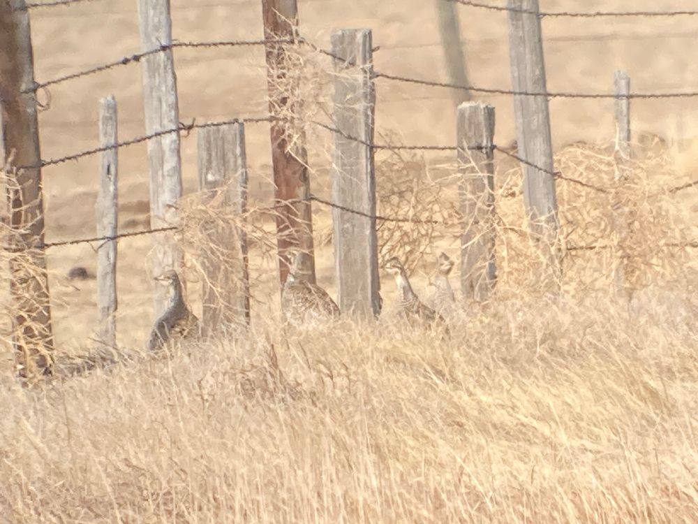 Four sharp-tailed grouse look over grass and weeds along barbed wire fence