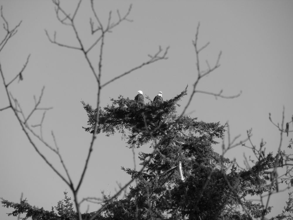 Two bald eagle sit side by side on a tree top. 
