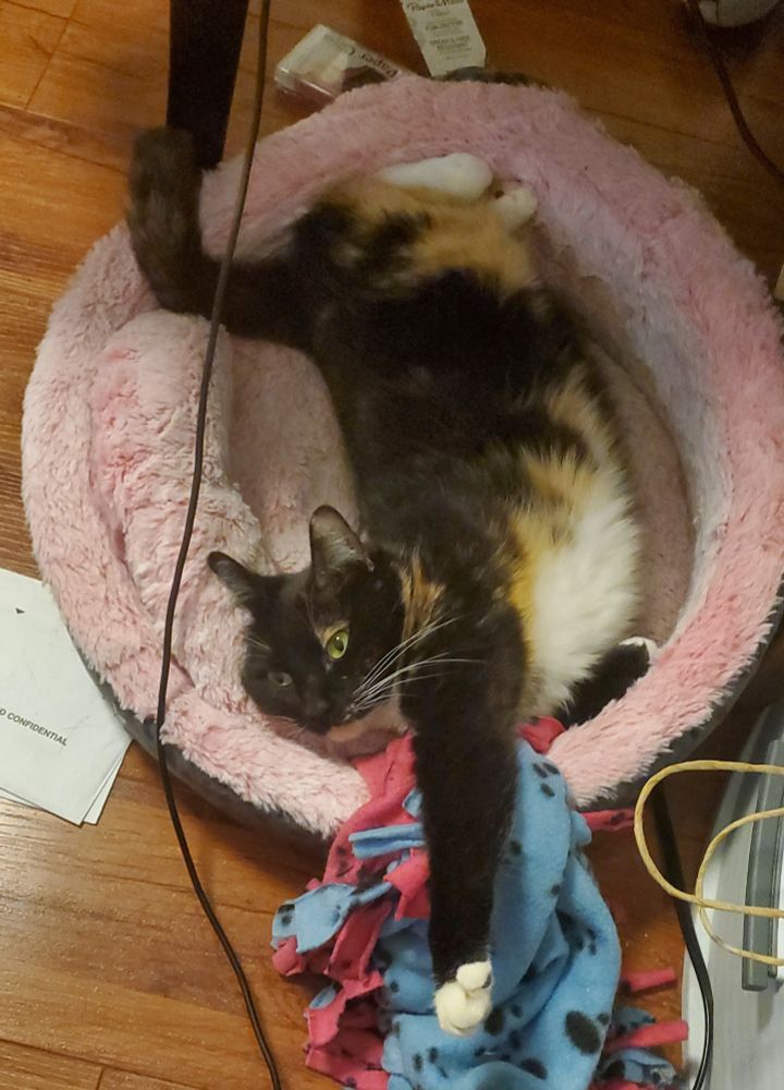 a green-eyed black cat with white and orange markings laying in a pink cat bed with one paw extended