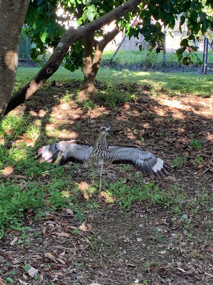 A bush stone curlew with her wings outstretched. You can’t hear it, but she is hissing as she is guarding her eggs. They lay them on the ground. She is underneath a lychee tree and there are leaves and grass in the foreground.