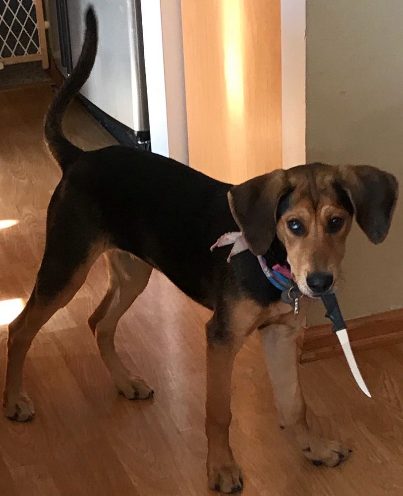 Evil shepherd mix puppy carrying a steak knife