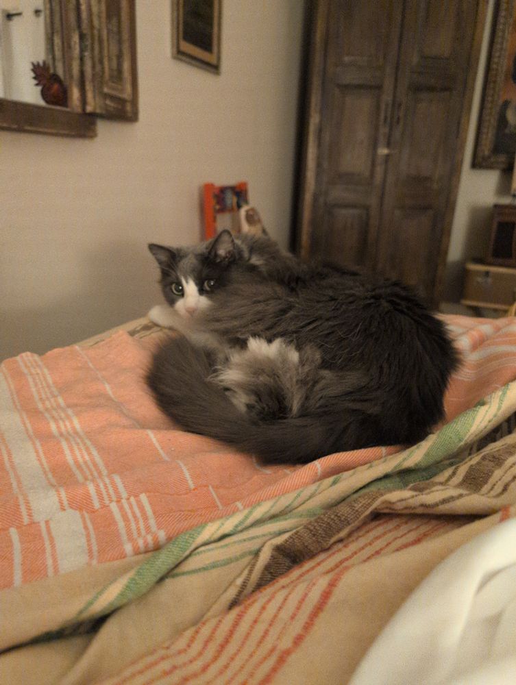 Gray and white tuxedo cat looks annoyed that her picture is being taken. Sleeping on her orange and white towel on a bed.
