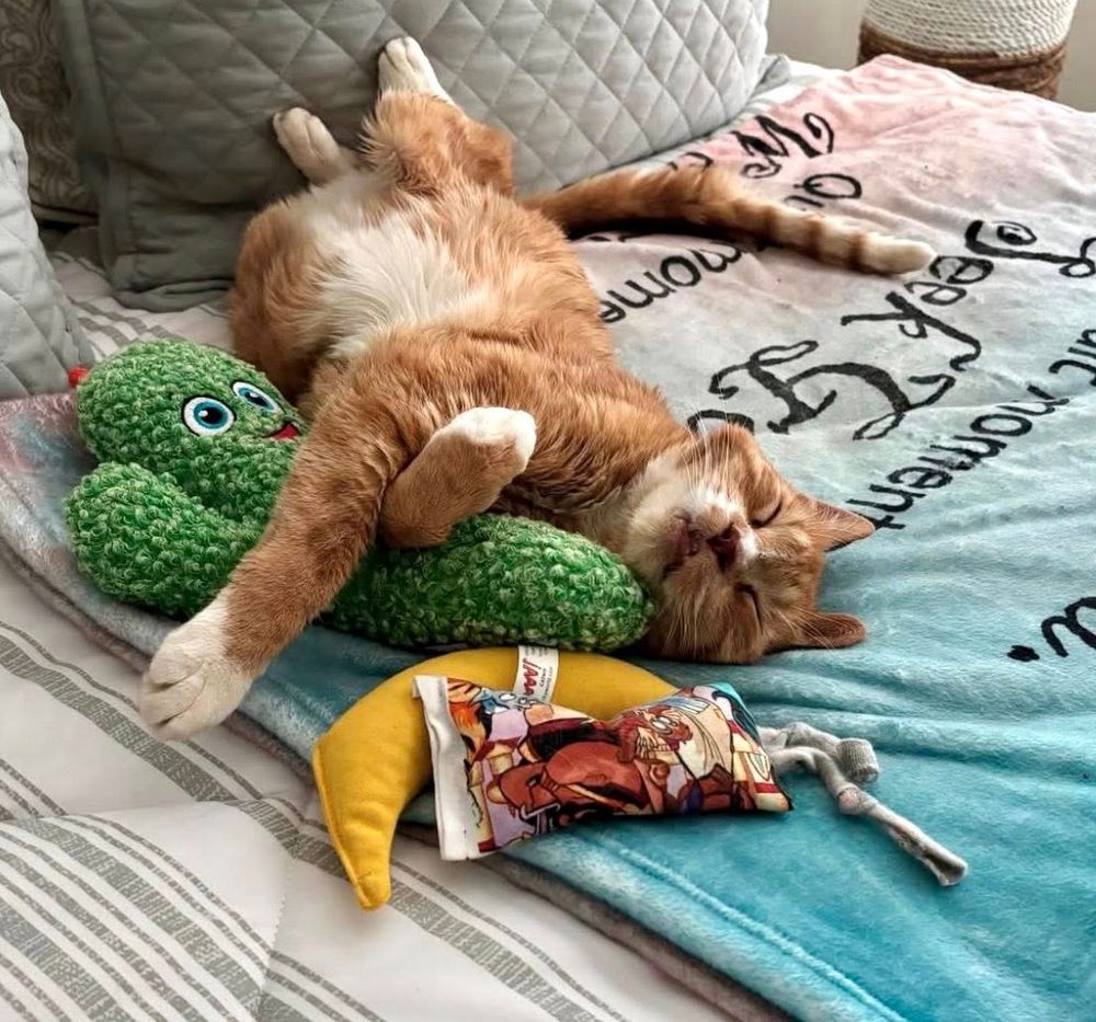 This is Scrappy a 20+ year old orange and white male cat who is sleeping peacefully with his saguaro stuffie, his banana and a catnip toy on his 