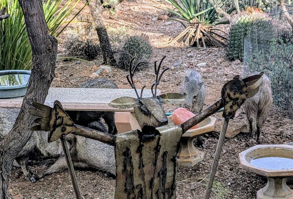 There were 13 javelinas this early evening at the multiple water dishes with three who were fighting over who got the salt lick first. There are actually four of them under the concrete bench all jammed together on top of each other.