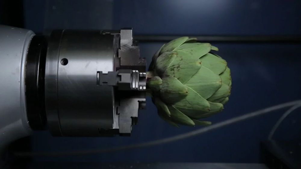 Strobe-Animated Artichoke: an Example of a Naturally Occurring "bloom"