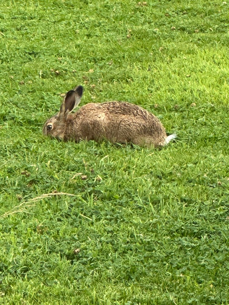 A hare eating grass