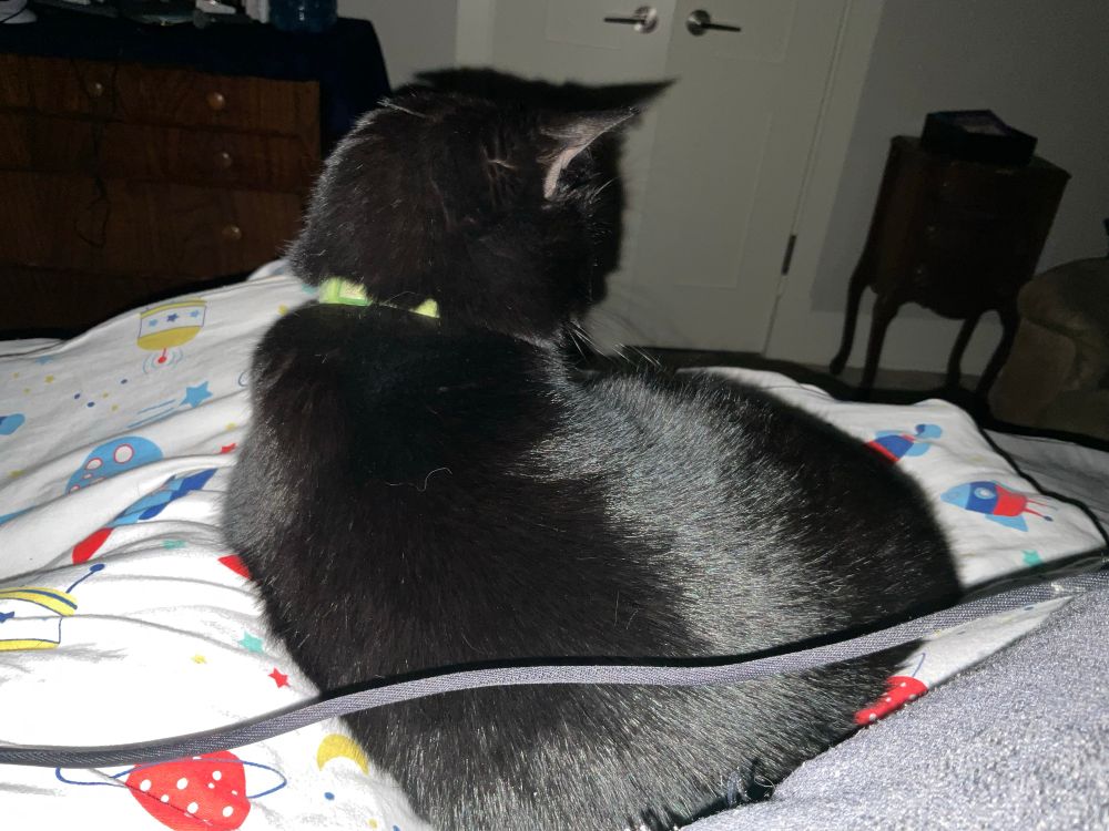 Black cat