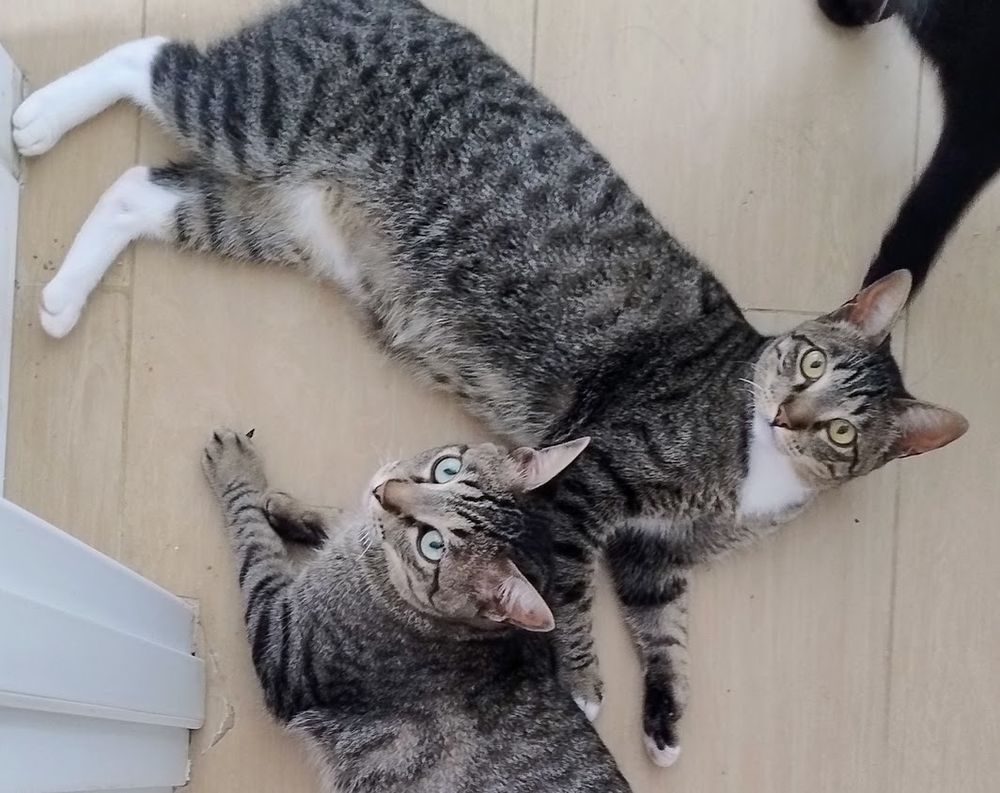 Foto tirada por mim de dois gato tigrados belíssimo, que poderiam ser sim, animais silvestres.