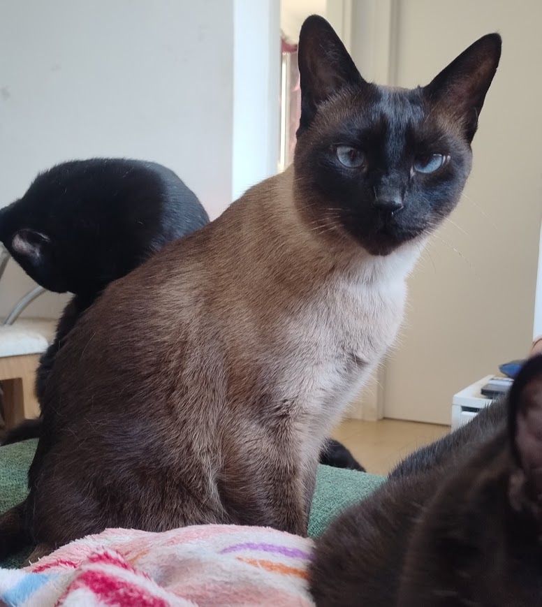 Foto de um belíssimo gato vira-lata meio marronzinho da cara pretinha e dois belos e vesgos olhos azuis. No mesmo sofá, percebe-se que tem outros gatos.