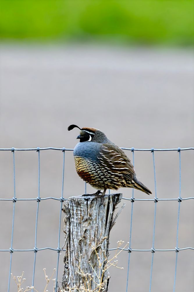California quail looking dapper on a fence post