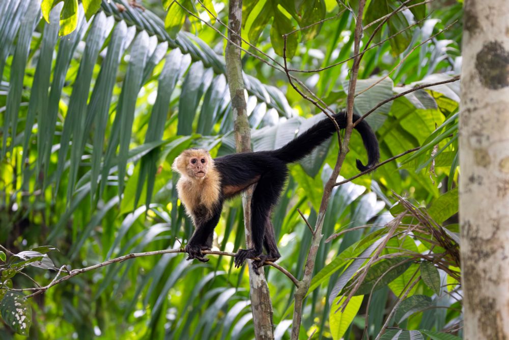 White-faced Capuchin monkey hanging out in the treetops on the Osa Peninsula, Costa Rica.