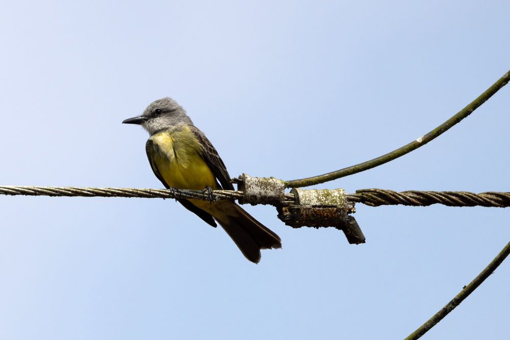 Profile of a Tropical Kingbird (yellow-ish belly with grey hear and dark eyes) perched on a grimy power line in Costa Rica