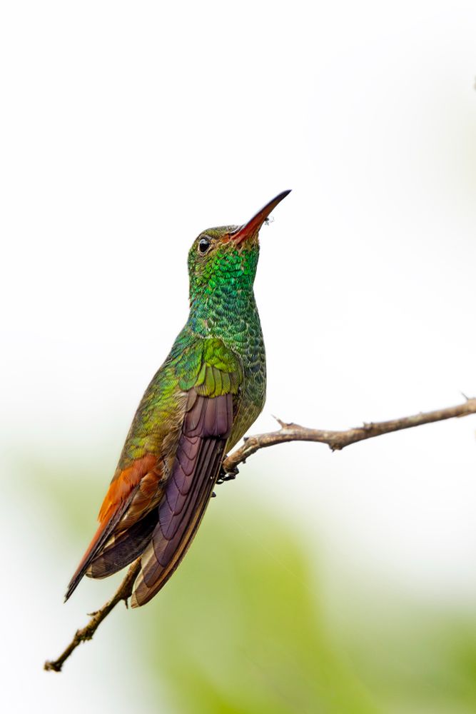 Shimmery green humming bird with rusty tail and purple-ish wings on a branch, with attitude.
