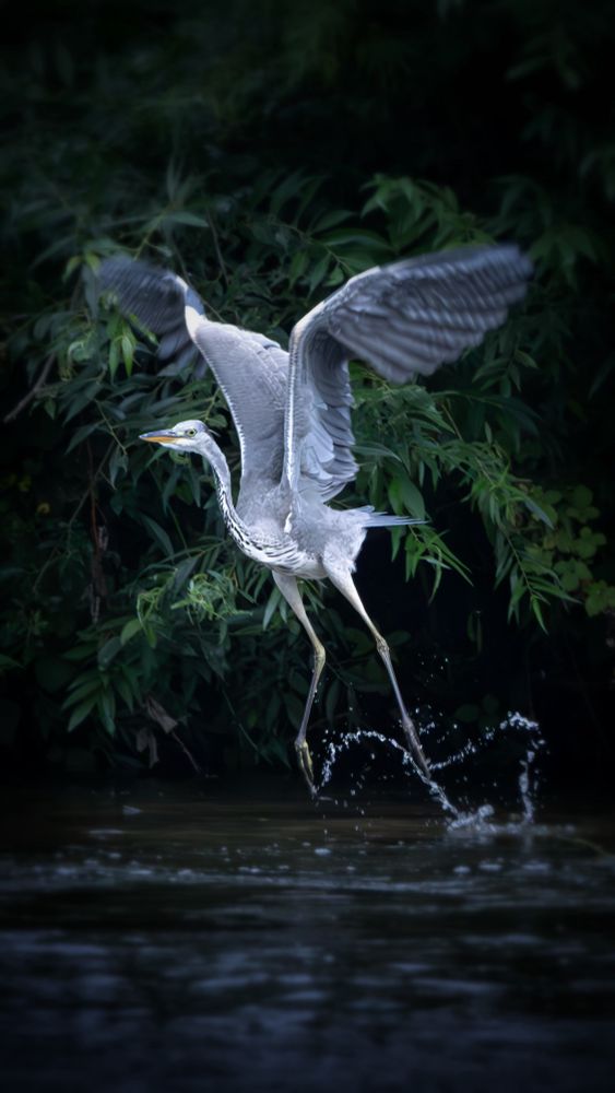 Grey heron taking off from shallow water with wings up and water trailing from its legs.