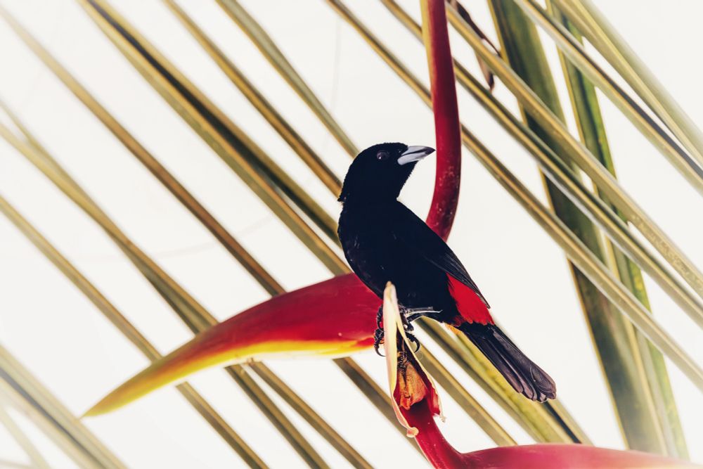Black bird with red rump on red flower
