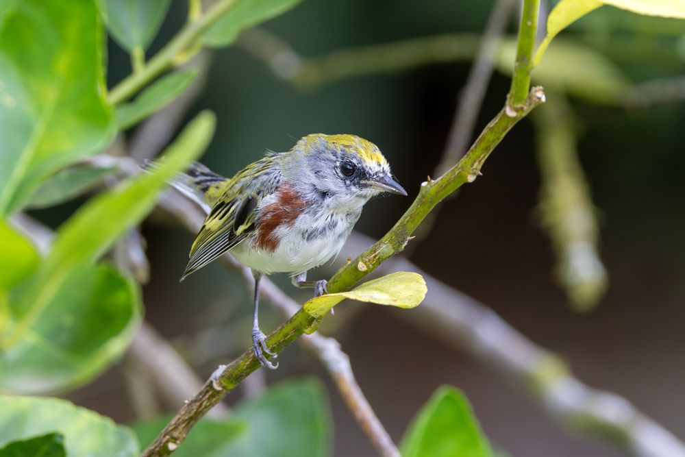 Chestnut-sided Warbler perched on a branch in the Costa Rican jungle